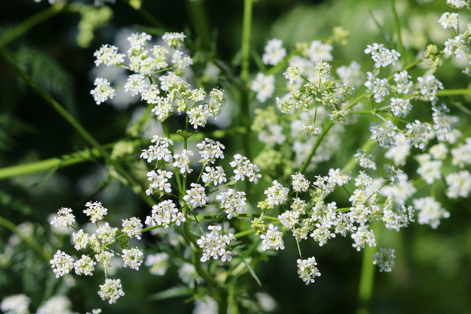 Cumin