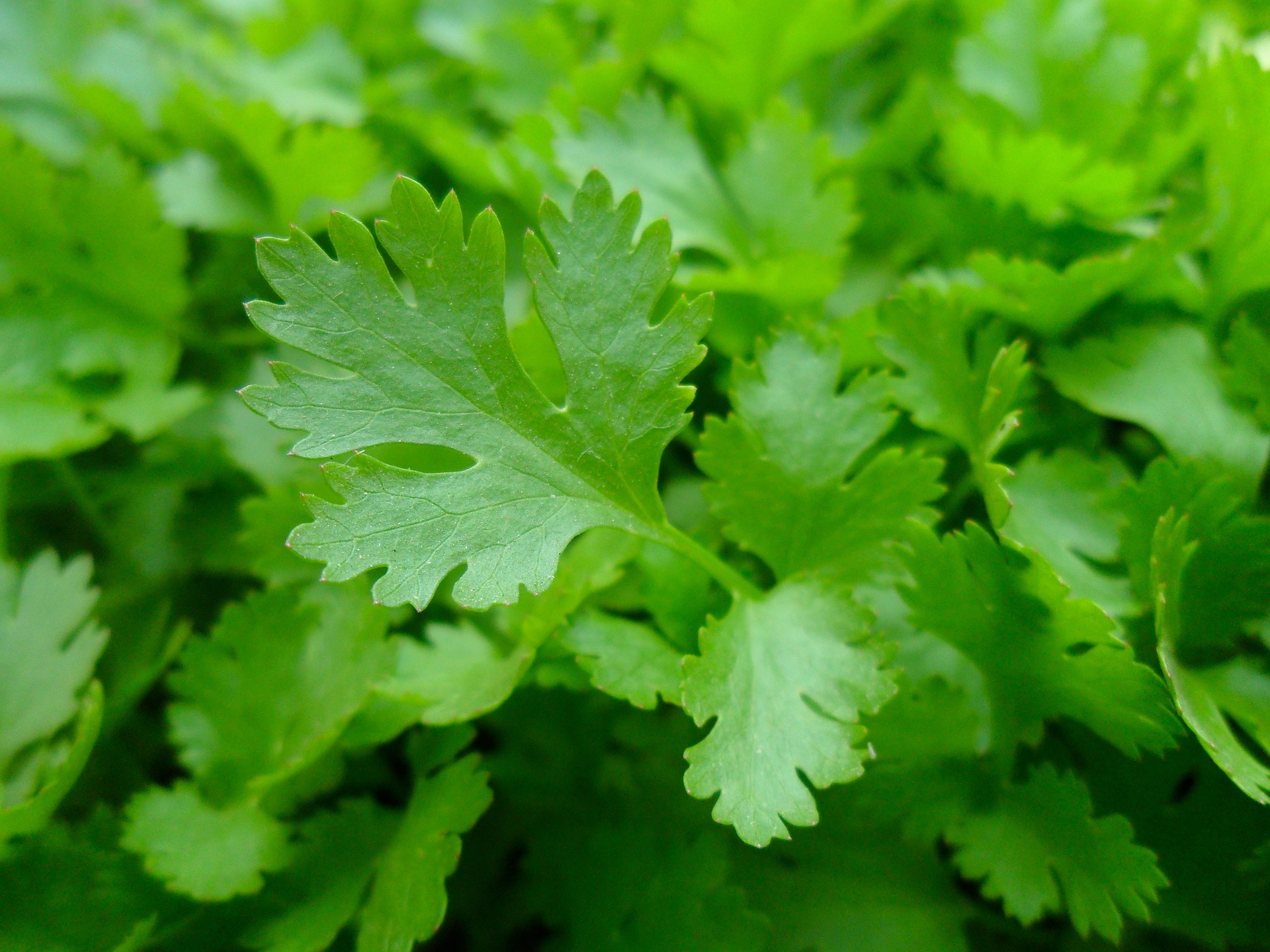 Fresh Parsley